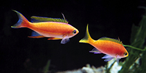 Image of Pseudanthias pulcherrimus (Resplendent goldie)