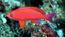 Image of Pseudanthias randalli (Randall\