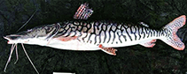 Image of Pseudoplatystoma reticulatum 