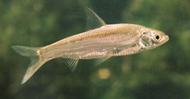 Image of Pseudobrama simoni 