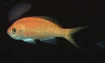 Image of Pseudanthias thompsoni (Hawaiian anthias)