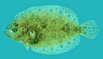 Image of Psettina tosana 