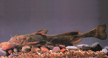 Image of Tachysurus ussuriensis (Ussuri catfish)