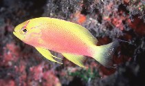 Image of Pseudanthias hawaiiensis (Hawaiian longfin anthias)