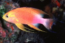 Image of Pseudanthias hawaiiensis (Hawaiian longfin anthias)