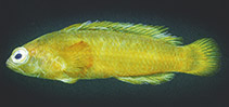 Image of Pseudochromis viridis (Green dottyback)