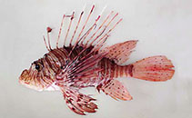 Image of Pterois andover (Andover lionfish)