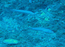 Image of Ptereleotris calliura (Blue goby)