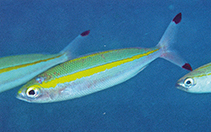 Image of Pterocaesio chrysozona (Goldband fusilier)