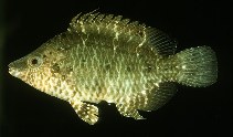 Image of Pteragogus guttatus (Sneaky wrasse)