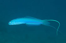 Image of Ptereleotris hanae (Blue hana goby)