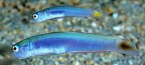 Image of Ptereleotris helenae (Hovering goby)