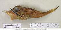 Image of Pterygotrigla hoplites (Swordspine gurnard)