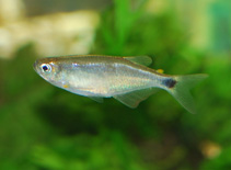 Image of Pterobrycon myrnae (Semaphore tetra)