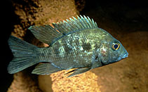 Image of Ptychochromis oligacanthus 