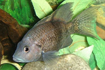 Image of Ptychochromis oligacanthus 