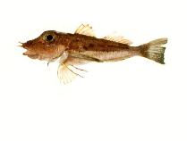 Image of Pterygotrigla ryukyuensis (Ryukyu gurnard)