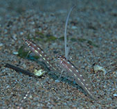 Image of Pteropsaron springeri (Springer\