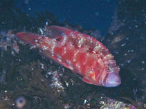 Image of Pteragogus taeniops (Cheekbar wrasse)