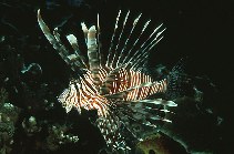 Image of Pterois volitans (Red lionfish)