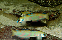 Image of Ptereleotris zebra (Chinese zebra goby)