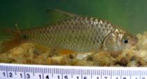 Image of Puntius chola (Swamp barb)