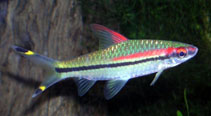 Image of Dawkinsia denisonii (Denison barb)