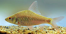 Image of Puntius kelumi (Red eye barb)