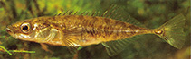 Image of Pungitius pungitius (Ninespine stickleback)