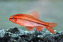 Image of Puntius titteya (Cherry barb)