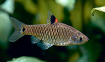 Image of Puntius vittatus (Greenstripe barb)