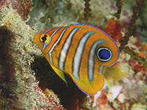 Image of Pygoplites diacanthus (Regal angelfish)