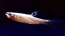 Image of Pyrrhulina laeta (Halfbanded pyrrhulina)