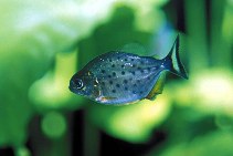 Image of Pygocentrus nattereri (Red piranha)