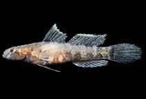 Image of Chriolepis semisquamata (Secret goby)