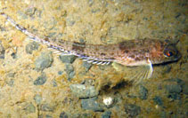 Image of Radulinus asprellus (Slim sculpin)