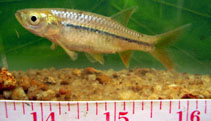 Image of Rasbora caverii (Cauvery rasbora)