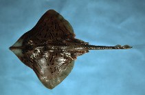 Image of Rostroraja eglanteria (Clearnose skate)