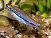 Image of Rasbora einthovenii (Brilliant rasbora)