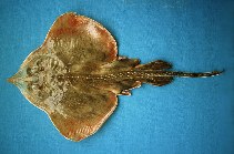 Image of Rostroraja equatorialis (Equatorial skate)