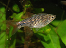 Image of Rasbora lacrimula 