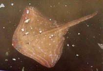 Image of Raja microocellata (Small-eyed ray)