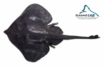 Image of Rajella nigerrima (Blackish skate)