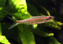 Image of Trigonopoma pauciperforatum (Redstripe rasbora)