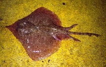 Image of Dentiraja polyommata (Argus skate)