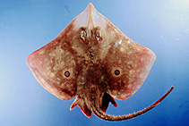 Image of Rostroraja texana (Roundel skate)