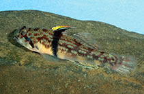 Image of Redigobius balteatus (Rhinohorn goby)