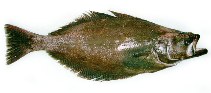 Image of Reinhardtius hippoglossoides (Greenland halibut)