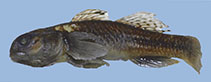 Image of Redigobius lekutu 