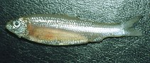 Image of Rhinosardinia amazonica (Amazon spinejaw sprat)